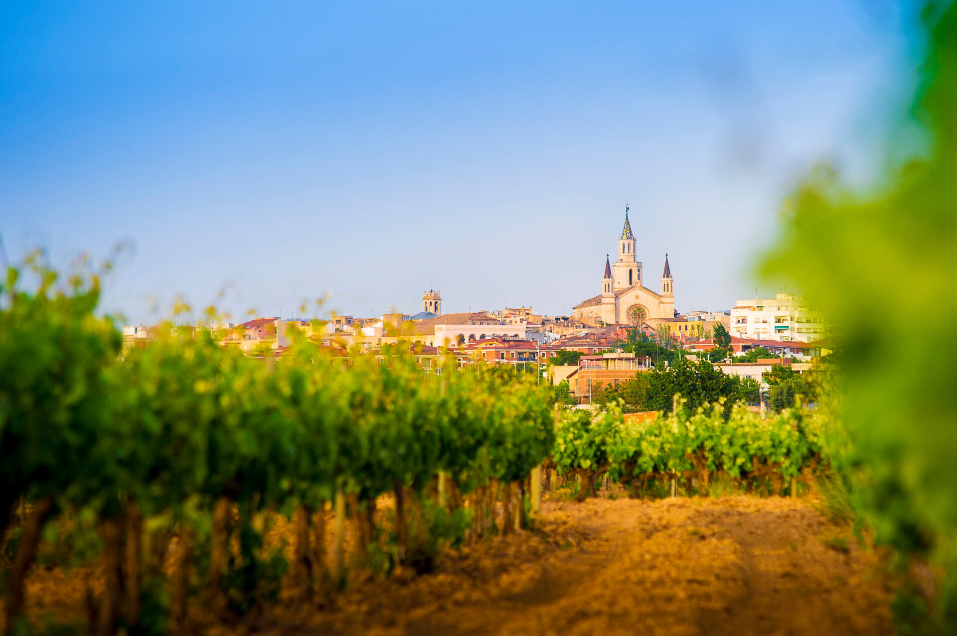 Vista de Vilafranca del Penedès con viñedos y la Basílica de Santa Maria al fondo